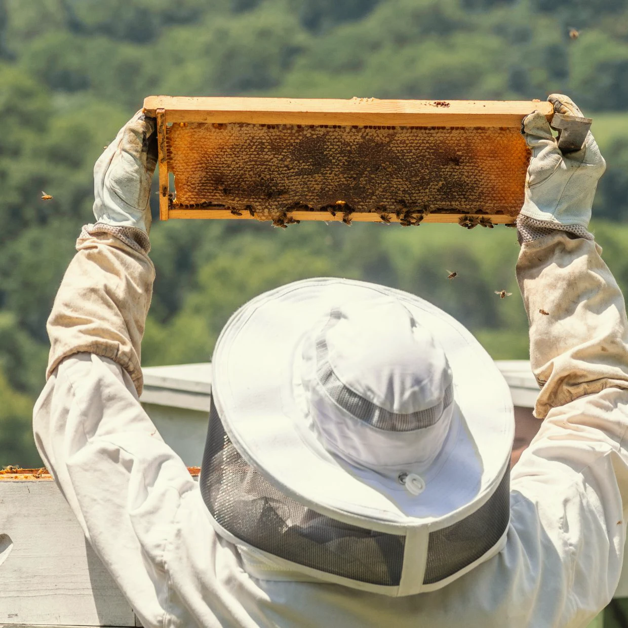 Southall Apiary Photography